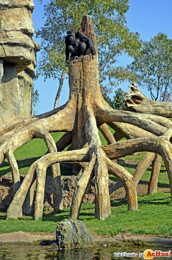 /public/fotos2/Gorila-Nalani-Bioparc-18032015.jpg