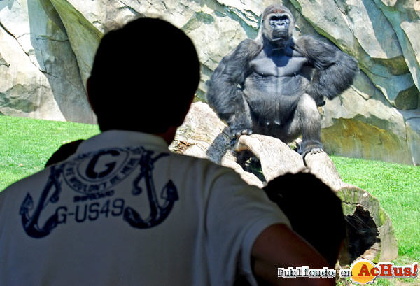 /public/fotos2/Gorilas-01072011.jpg