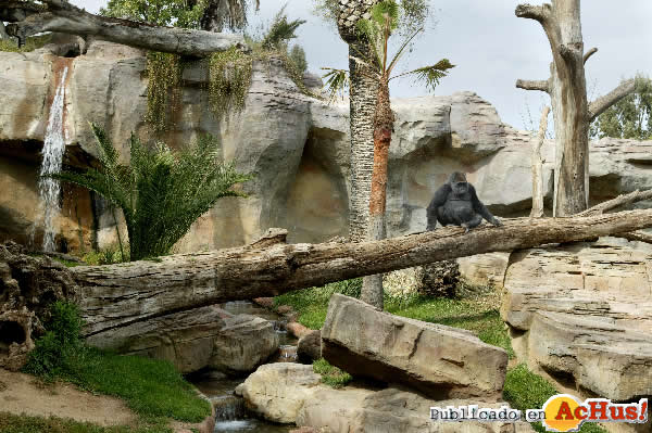 /public/fotos2/Gorilas-Bioparc-Fuengirola-14102011.jpg
