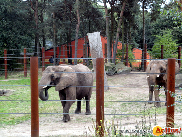 /public/fotos2/Greta-y-Betty-en-su-nuevo-hogar-en-Holanda-2.jpg