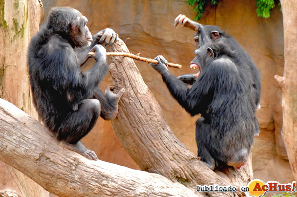 /public/fotos2/Grupo-chimpances-09042015.jpg