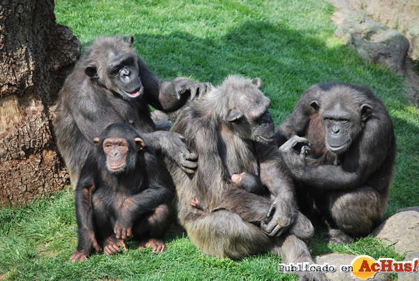 /public/fotos2/Grupo-de-chimpances-09042015.jpg