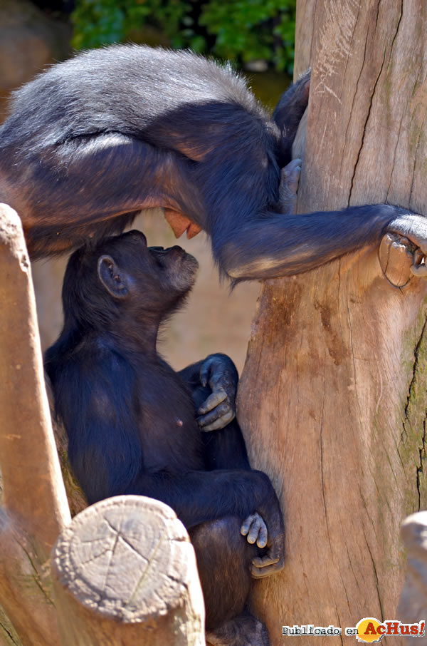 /public/fotos2/Grupo-de-chimpances-fueng-09042015.jpg