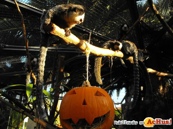 /public/fotos2/Halloween-01-30102010.jpg