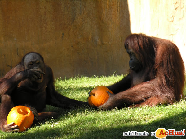 /public/fotos2/Halloween-01-31102014.jpg