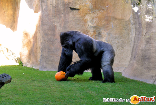/public/fotos2/Halloween-02-31102014.jpg