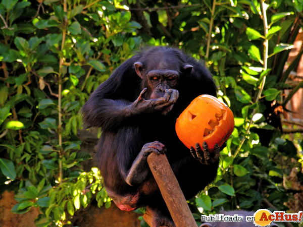 /public/fotos2/Halloween-03-31102014.jpg