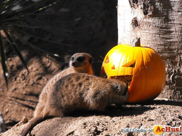/public/fotos2/Halloween-04-30102010.jpg