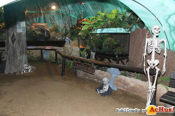 /public/fotos2/Halloween-Selwo-Marina-Delfinarium-1-2014.jpg