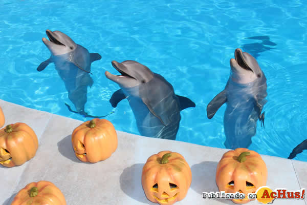 /public/fotos2/Halloween-Selwo-Marina-Delfinarium-2-2014.jpg