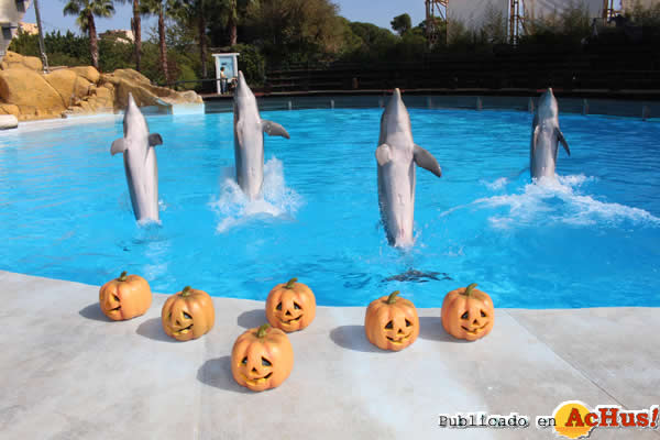 /public/fotos2/Halloween-Selwo-Marina-Delfinarium-3-2014.jpg