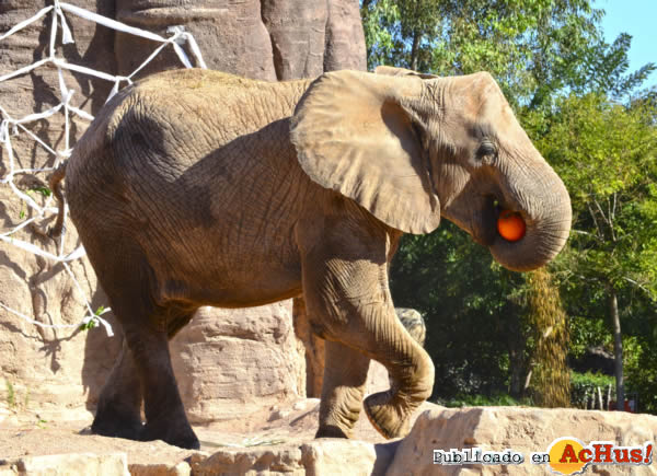 /public/fotos2/Halloween-elefante-31102013.jpg