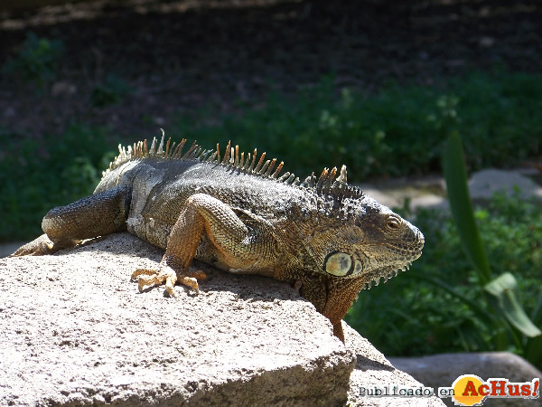 /public/fotos2/Iguana2-15092011.jpg