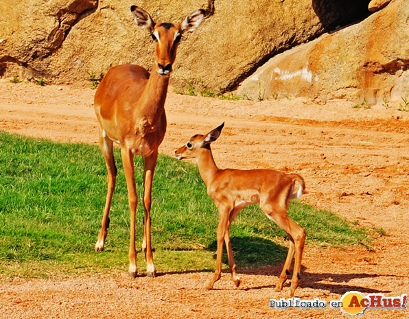 /public/fotos2/Impalas-28062011.jpg