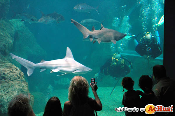 /public/fotos2/Inmersiones-Tiburones.jpg
