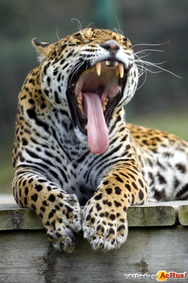 /public/fotos2/Jaguar-14042014.jpg