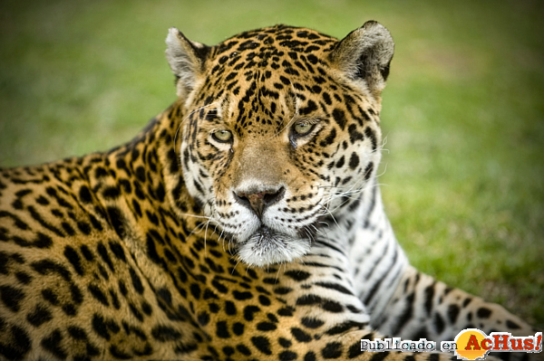 /public/fotos2/Jaguar2-26032014.jpg