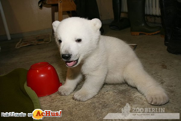 /public/fotos2/Knut-02.jpg