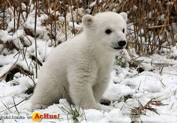 /public/fotos2/Knut-04.jpg