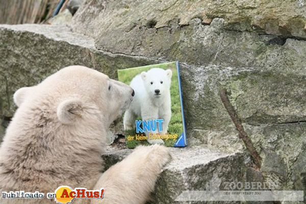 /public/fotos2/Knut-05.jpg