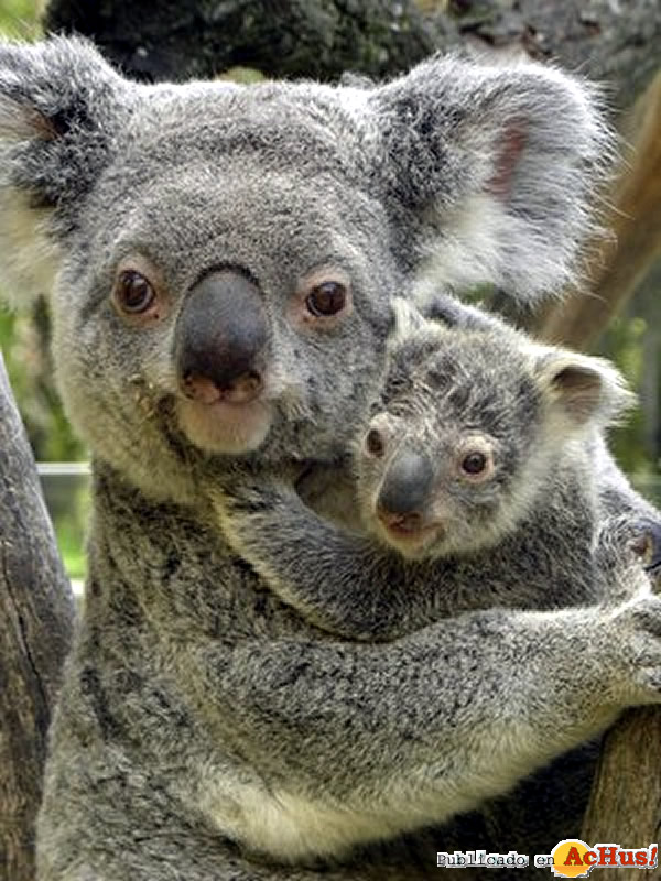 /public/fotos2/Koala-Eyepet-29072010.jpg