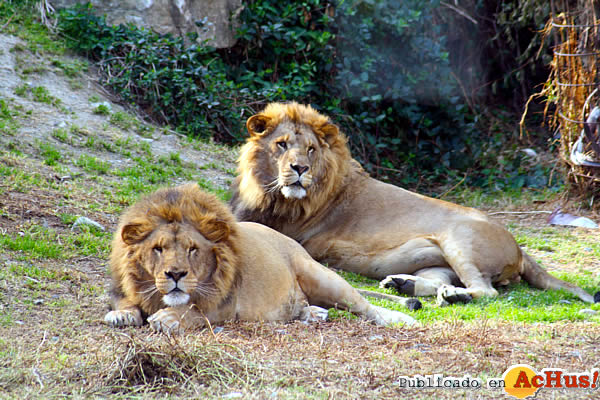 /public/fotos2/LEONES-28092012.jpg