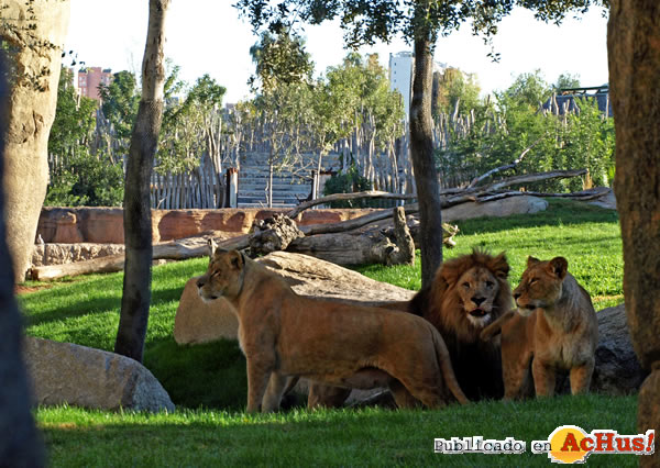 /public/fotos2/LEONES-ANGOLA-05112010.jpg