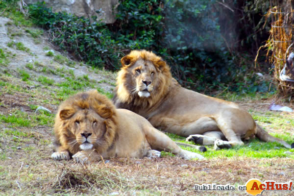 /public/fotos2/LEONES-SWA-13112012.jpg