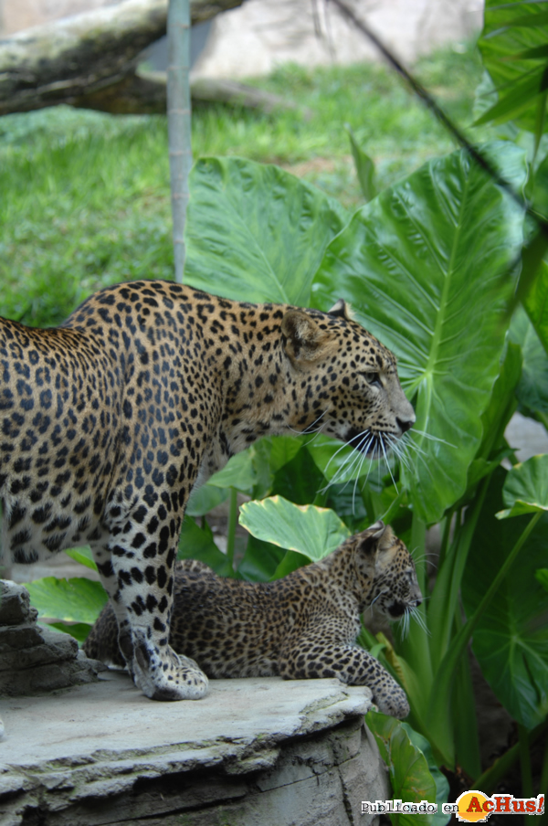 /public/fotos2/LEOPARDO-SRI-LANKA-18102011.jpg