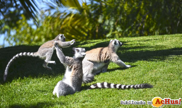 /public/fotos2/La-cria-de-lemur-07062013.jpg