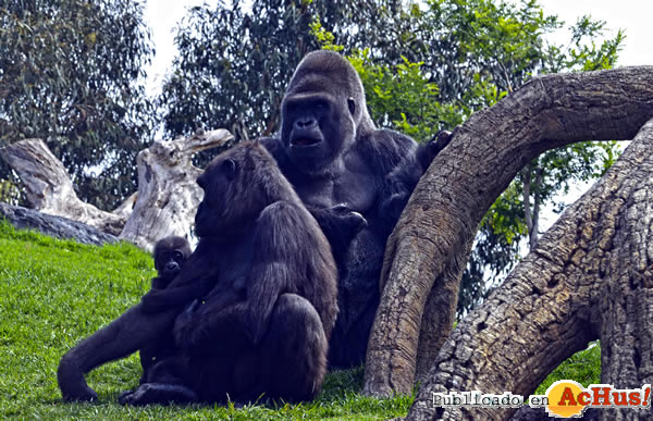 /public/fotos2/La-familia-gorilas-22102013.jpg