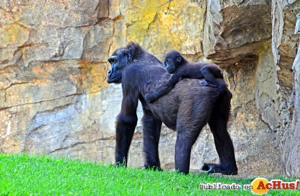 /public/fotos2/La-gorila-Ali-bebe-Ebo-22102013.jpg