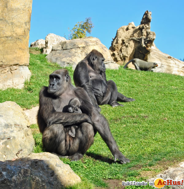 /public/fotos2/La-gorila-Ali-y-su-bebe-18012013.jpg