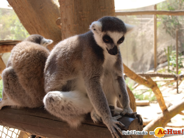 /public/fotos2/Lemur-Selwo-Aventura-20022014.jpg