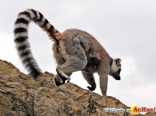 /public/fotos2/Lemur-catta-21052011.jpg