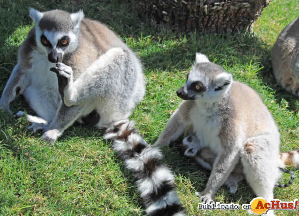 /public/fotos2/Lemur-catta-26032013.jpg