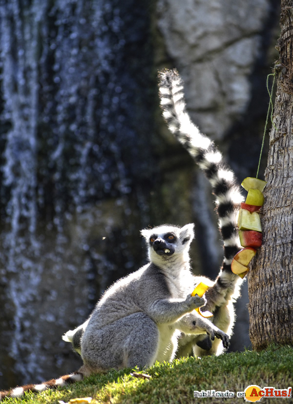 /public/fotos2/Lemur-cola-anillada-17072015.jpg
