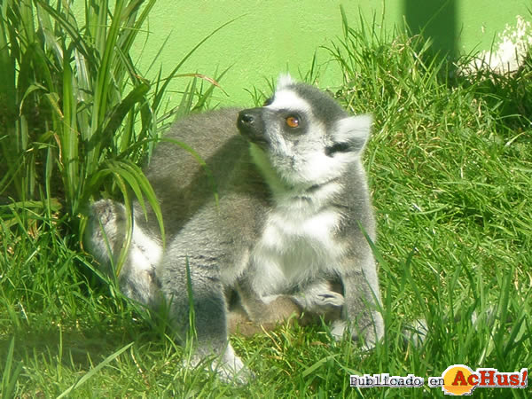 /public/fotos2/Lemur-de-Cola-Anillada-21032009.jpg