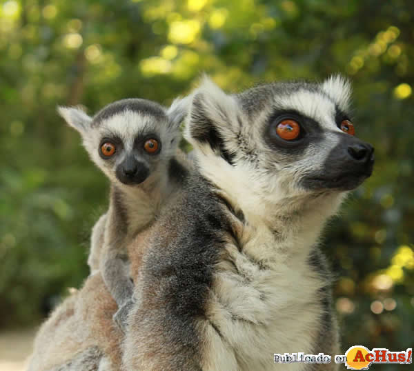 /public/fotos2/Lemur-de-cola-anillada-cuadrada-24042012.jpg