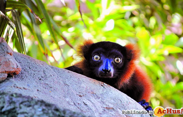 /public/fotos2/Lemur-rojo-10042013.jpg
