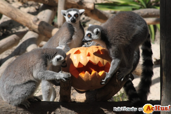 /public/fotos2/Lemures-Halloween-Selwo-Aventura-25102013.jpg