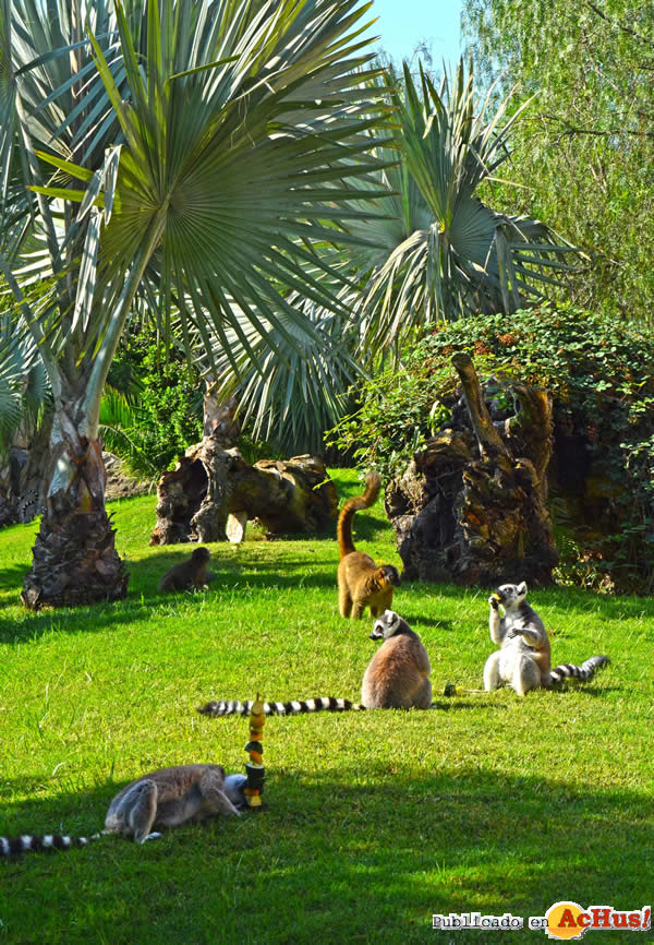 /public/fotos2/Lemures-Madagascar-18112014.jpg