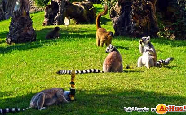 /public/fotos2/Lemures-Madagascar-Enriquecimiento-16072013.jpg