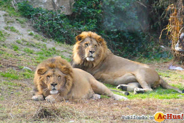 /public/fotos2/Leones-Selwo-Aventura-12112014.jpg