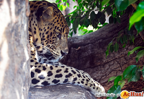 /public/fotos2/Leopardo-01102012.jpg