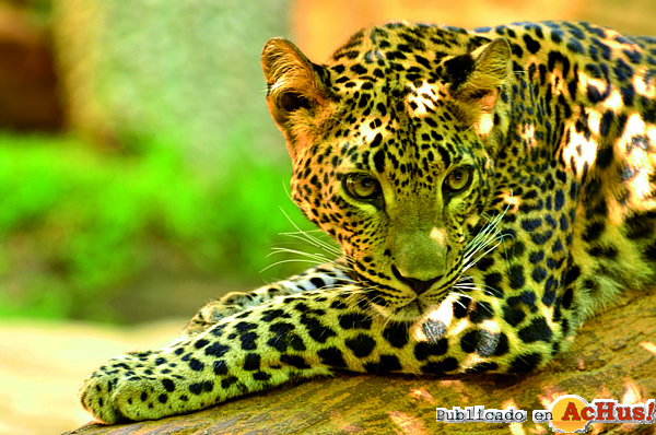 /public/fotos2/Leopardo-Sri-Lanka-10042013.jpg