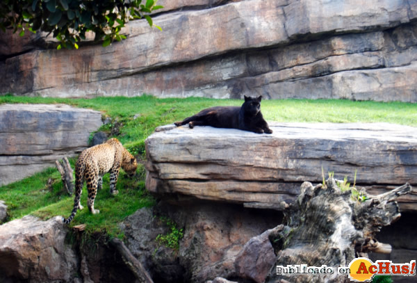 /public/fotos2/Leopardo-y-pantera-10102012.jpg