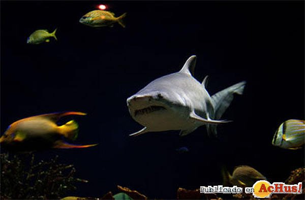 /public/fotos2/Los-Martes-del-Oceanografic-01112009.jpg