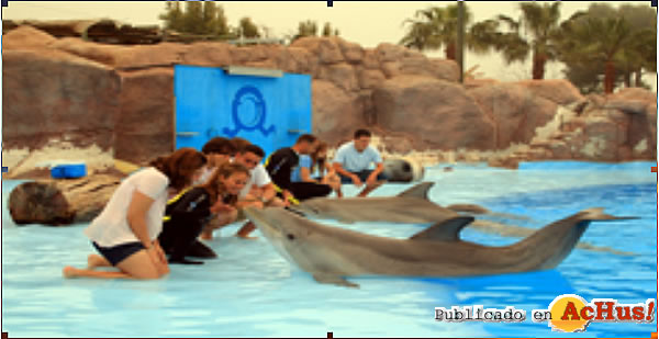 /public/fotos2/Los-delfines-y-sus-amigos-2009.jpg