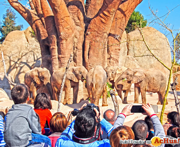 /public/fotos2/Los-elefantes-tarta-aniversario-Bioparc-Valencia-2012.jpg